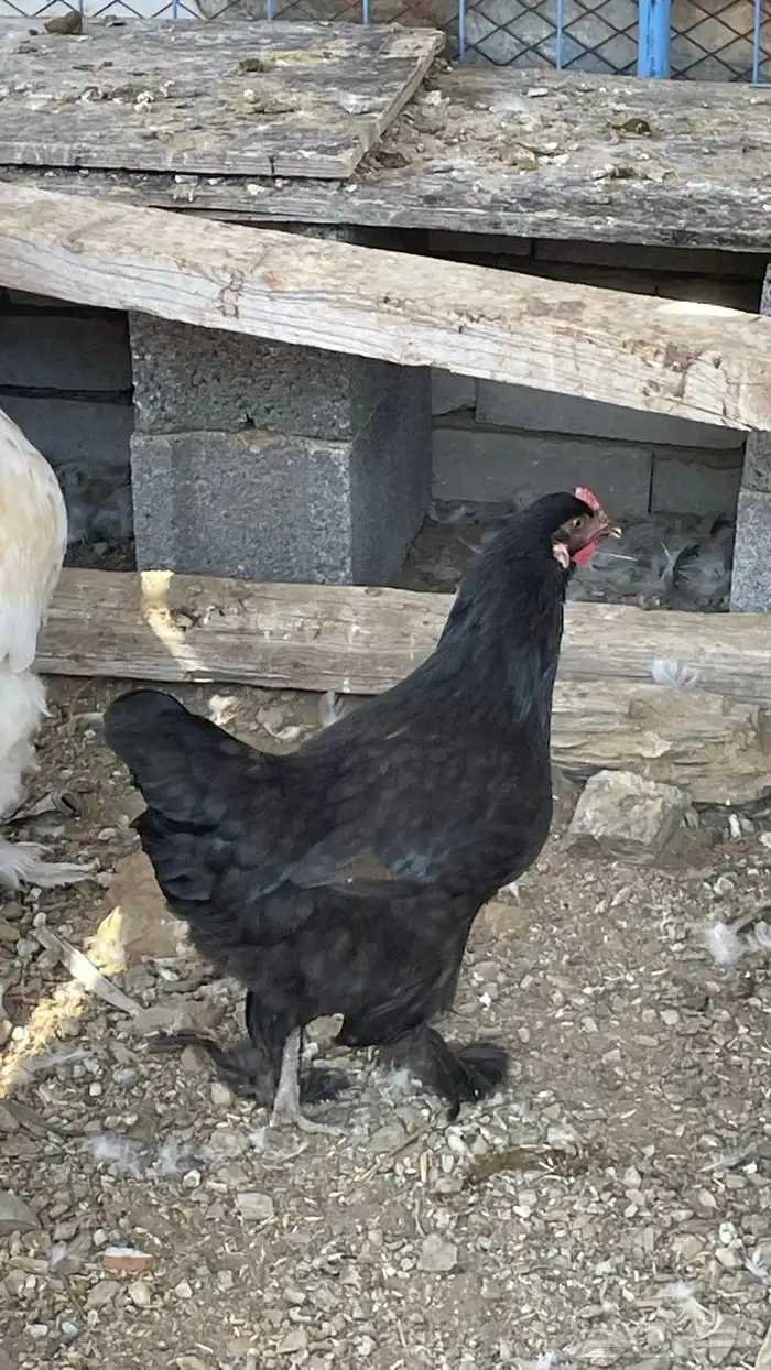 دجاج براهم 1