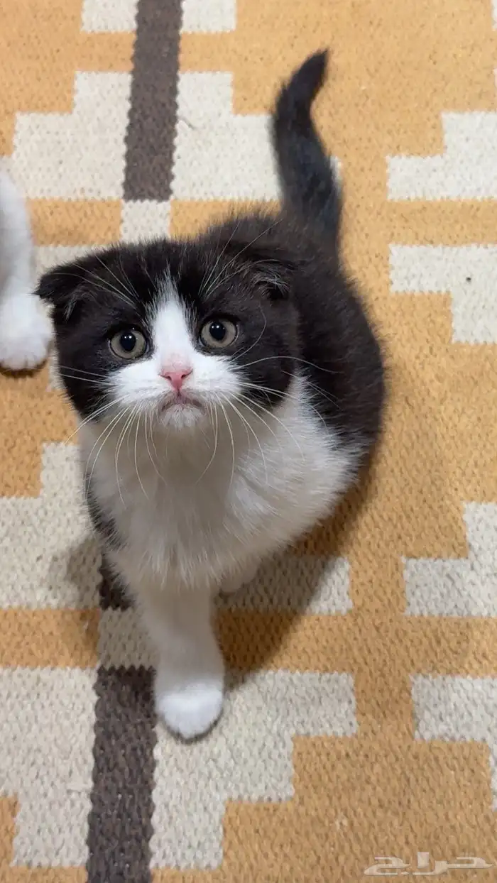 كيتن سكوتش للبيع 6