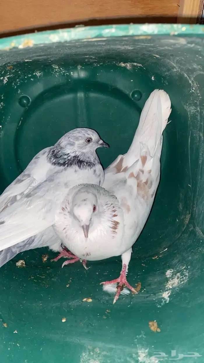 حمام للبدل او للبيع باكستاني اقبل البدل بحمام فقط 0