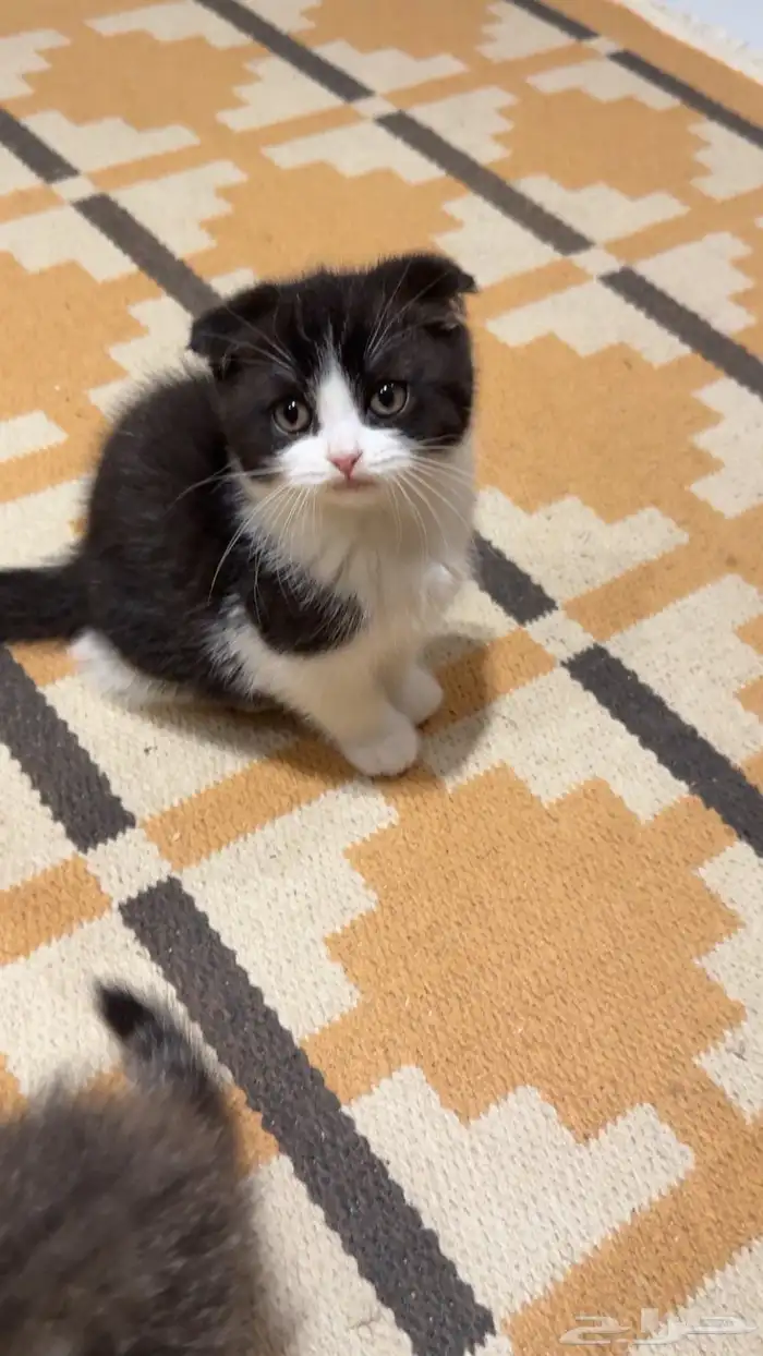 كيتن سكوتش للبيع 5