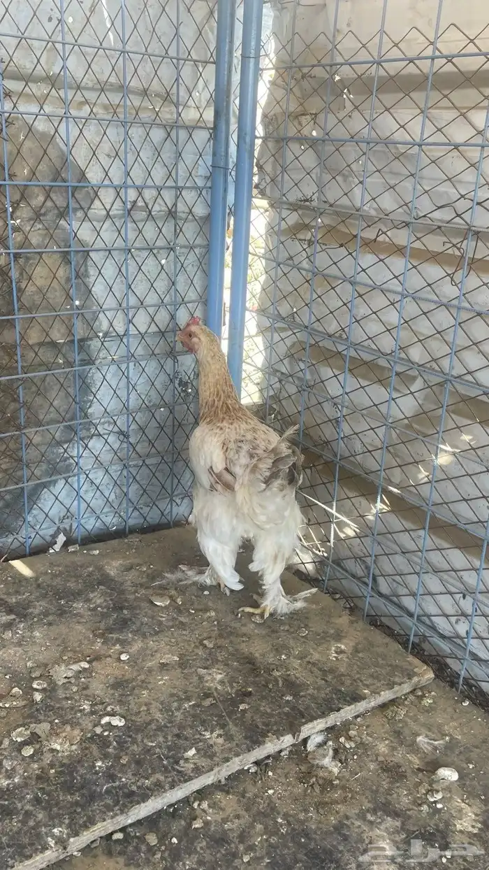 دجاج براهم 3