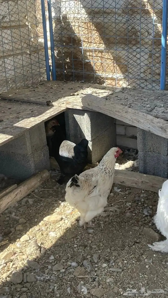 دجاج براهم 2