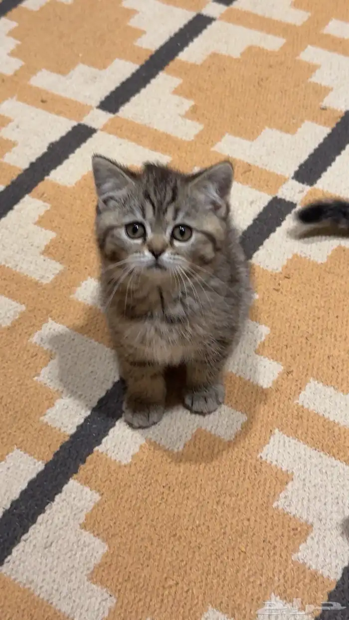 كيتن سكوتش للبيع 3