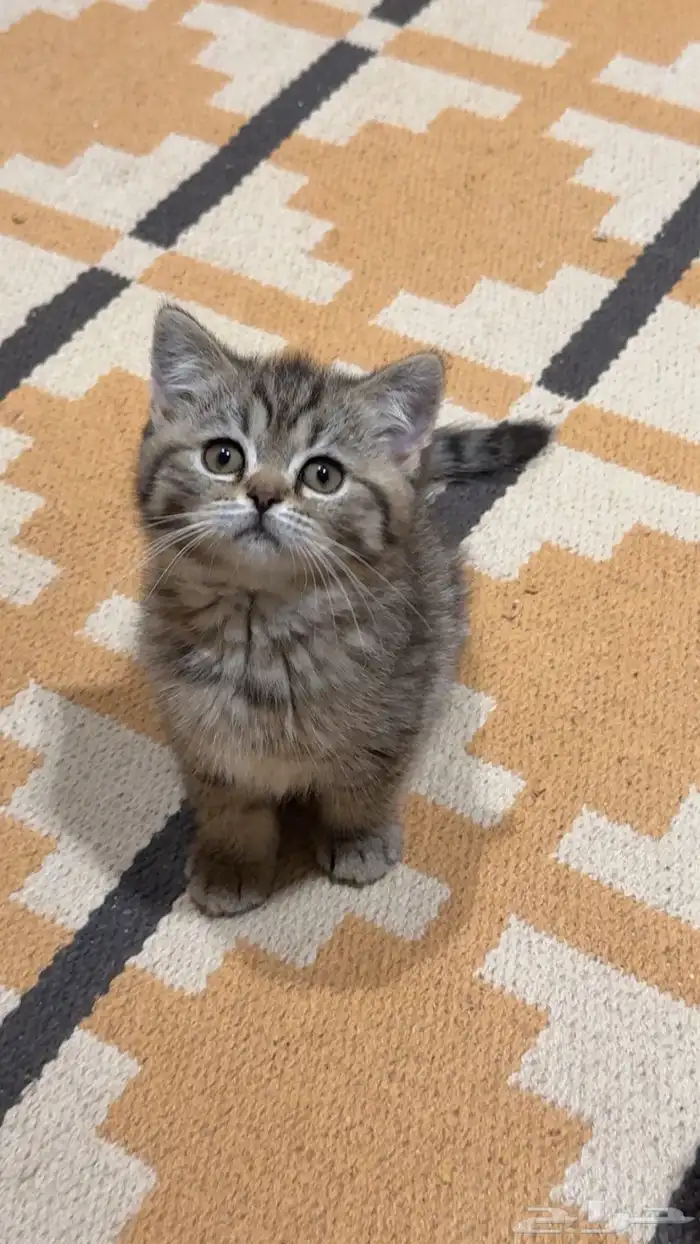 كيتن سكوتش للبيع 4