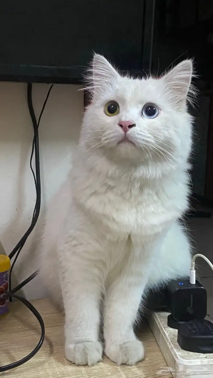 قط ضايع او متخلي عنه للتبني 2