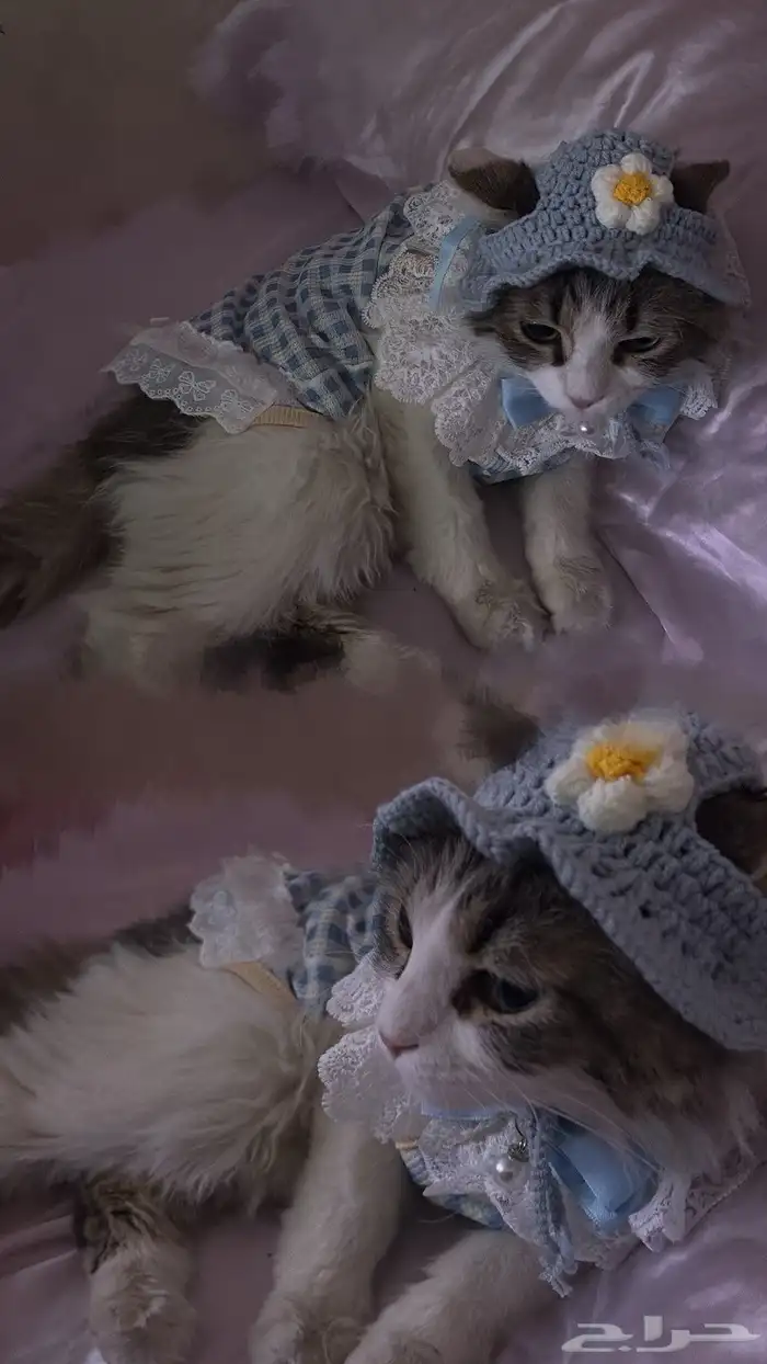 قطة شيرازي للتبني 0