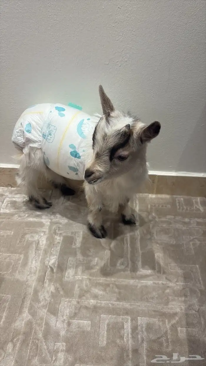 ماعز قزم ذكر للبيع معه حفايظ وحليب عمره اربع شهور 1