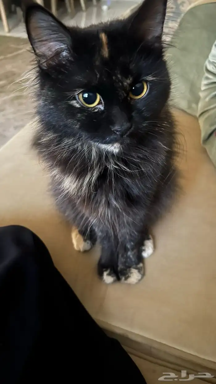 قطه للتبني 0