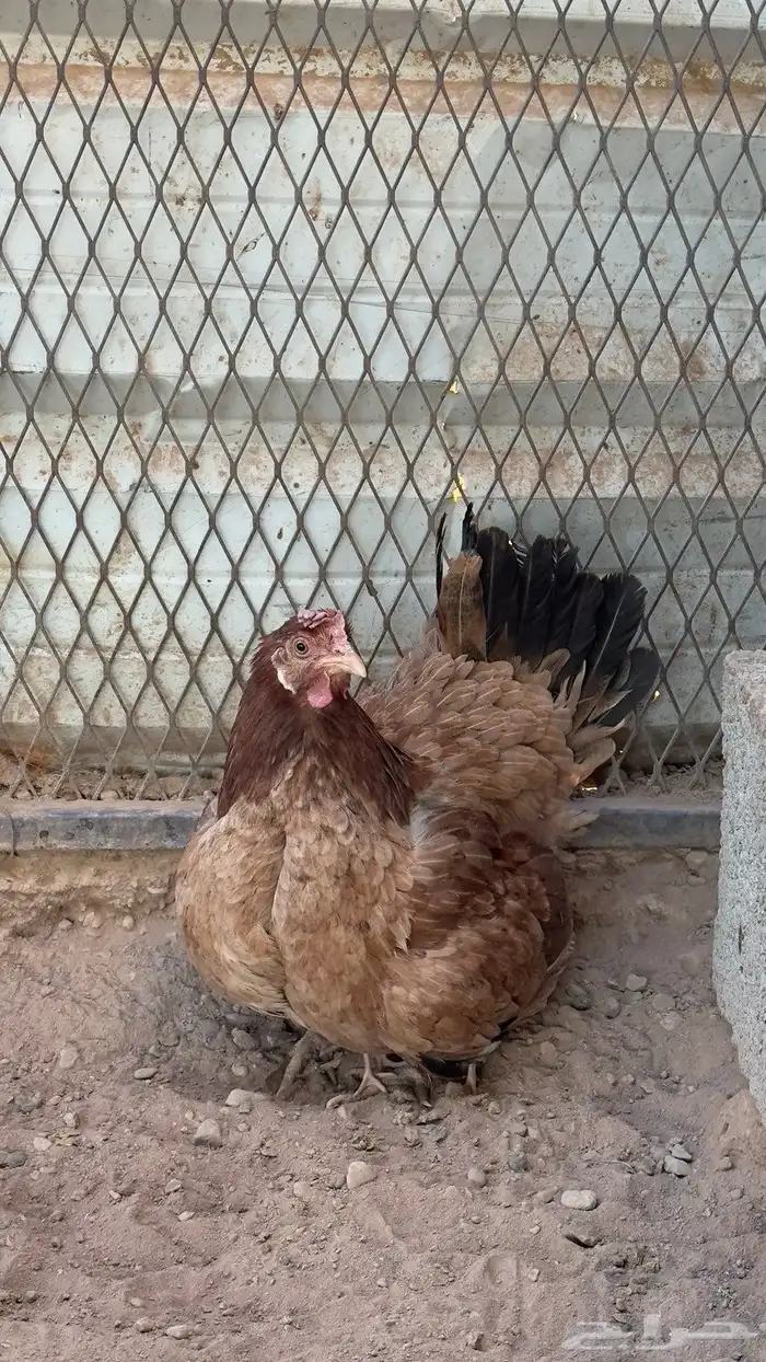 دجاجة مفرخة 2