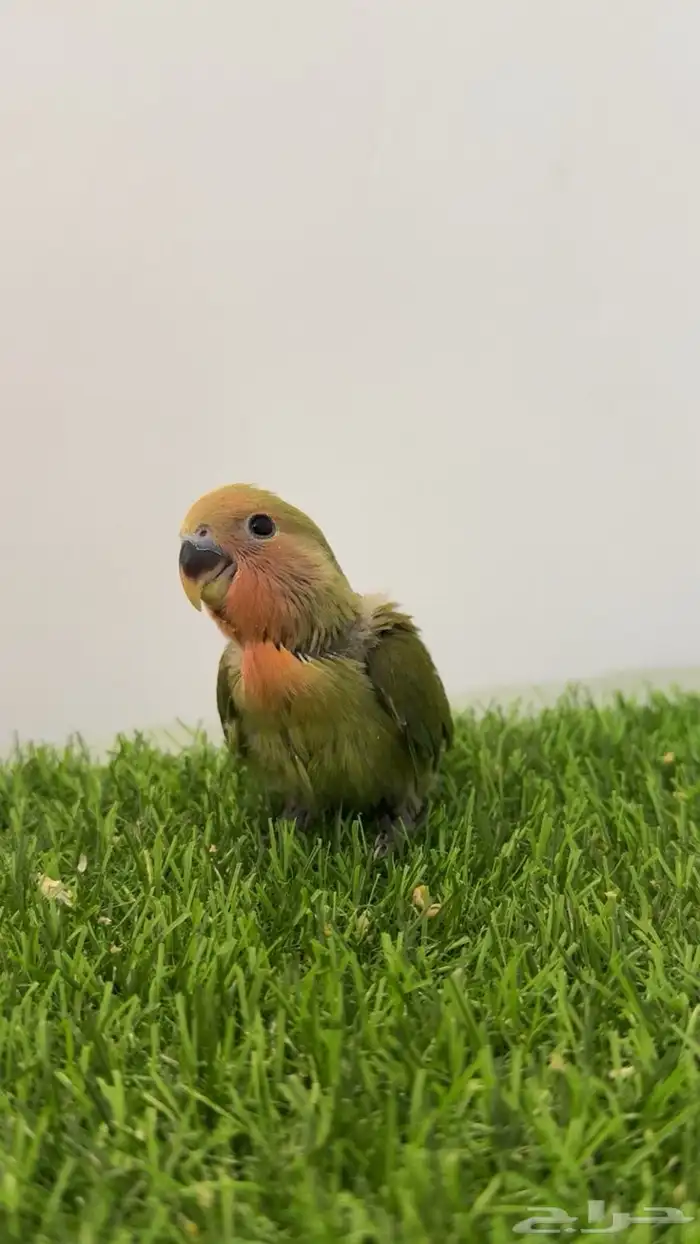 فرخ روز للبيع 4