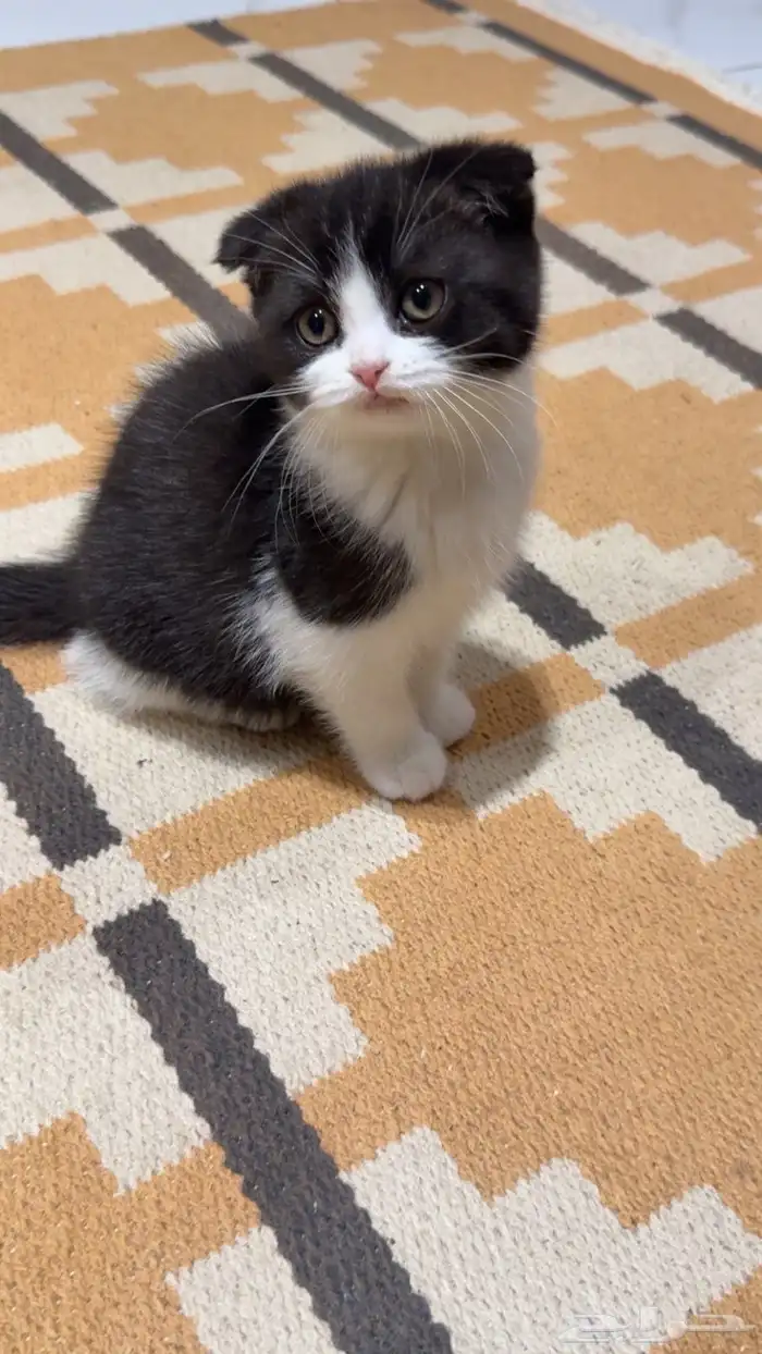 كيتن سكوتش للبيع 7