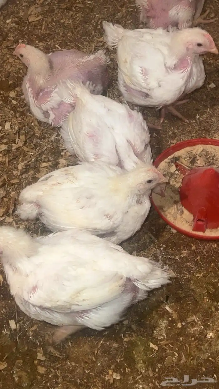دجاج لاحم 0