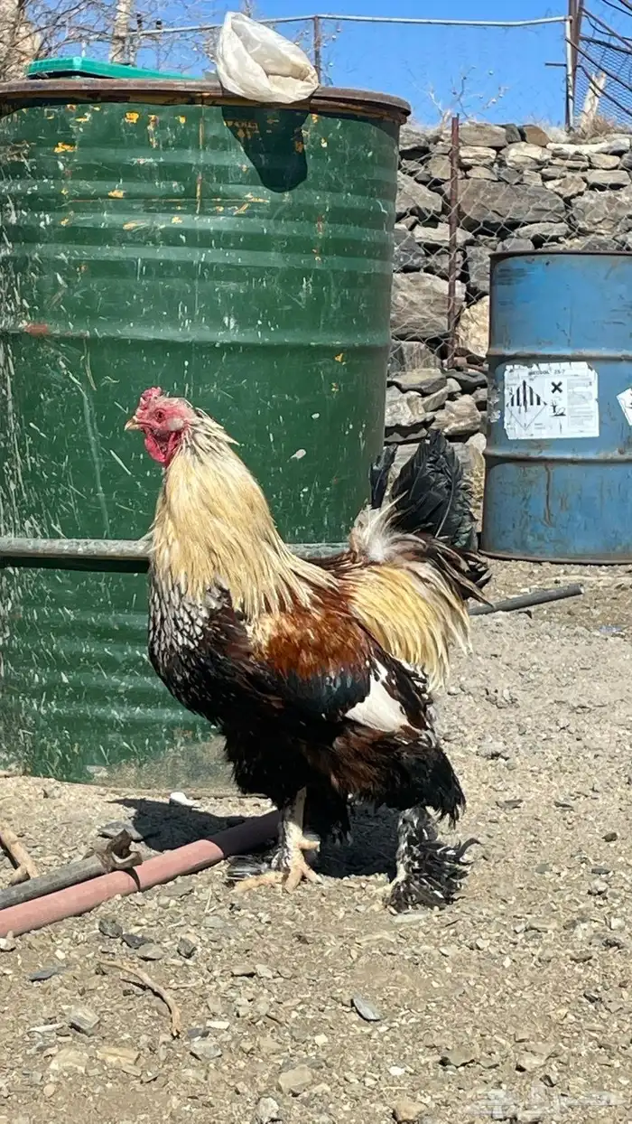 دجاج براهم 0