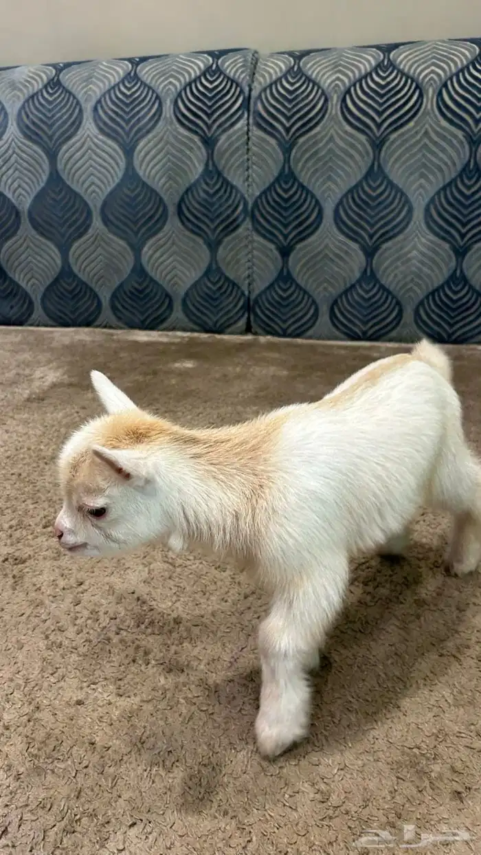 تيس قزم العمر شهر 1