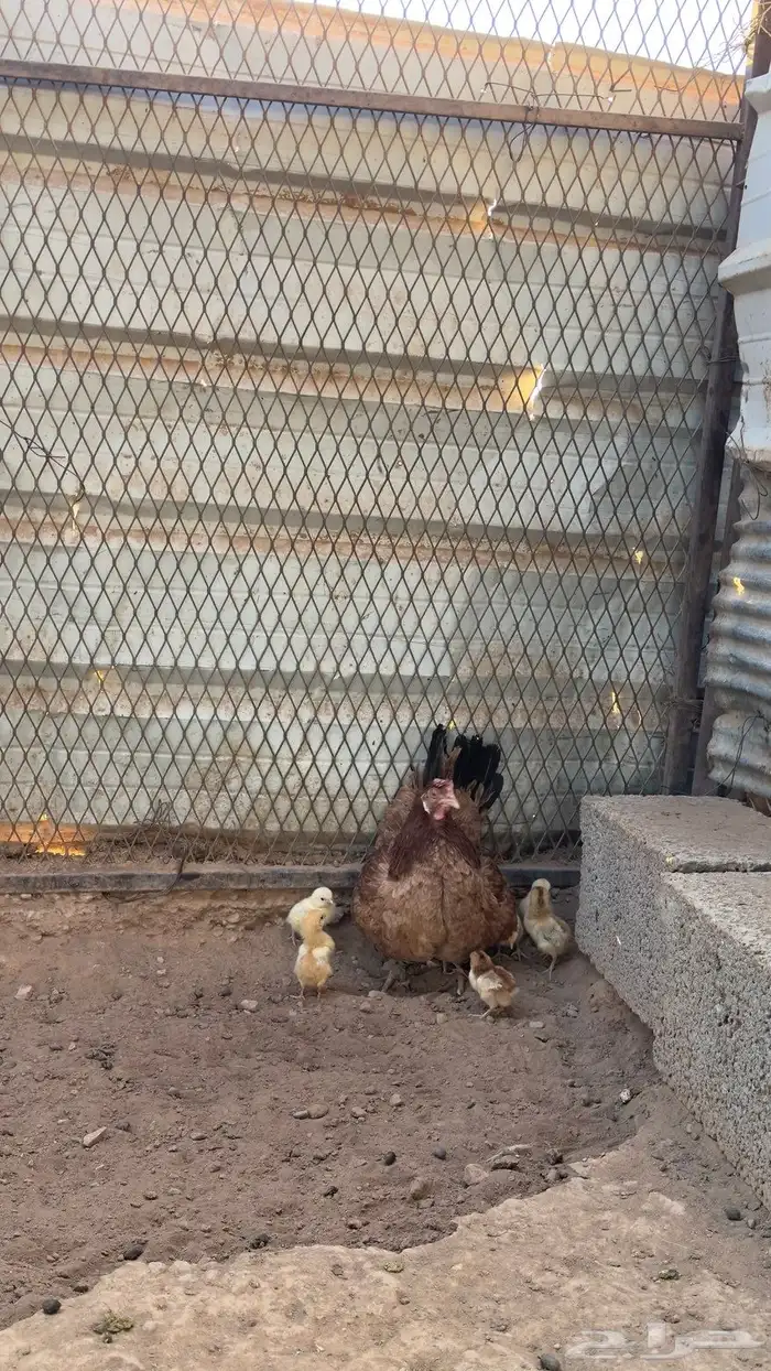 دجاجة مفرخة 1