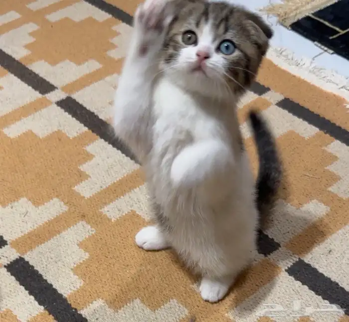 كيتن سكوتش للبيع 1