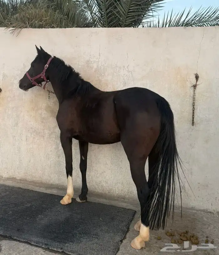 فرس دهماء محجلة ثلاث طلق اليمين 0