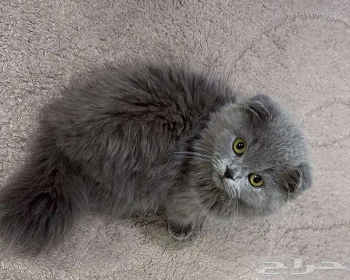 قطه سكوتش فولد بيور 2