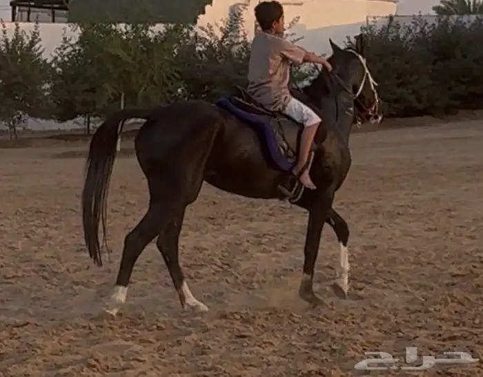 فرس دهماء محجلة ثلاث طلق اليمين 4