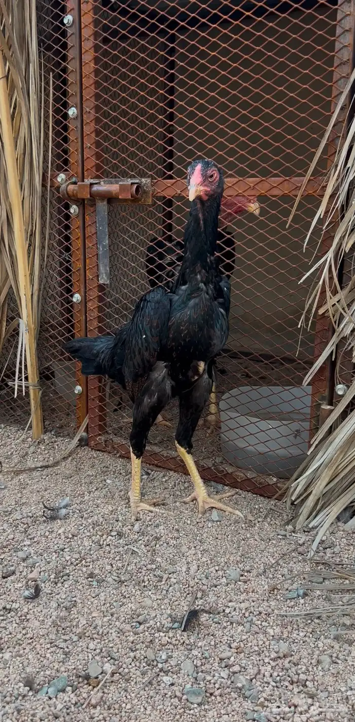 ديك ودجاجه شامو يباني 1