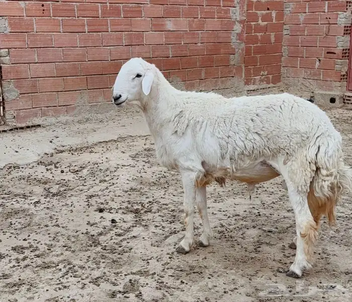 للبيع فحل حري ثني مشروط 3