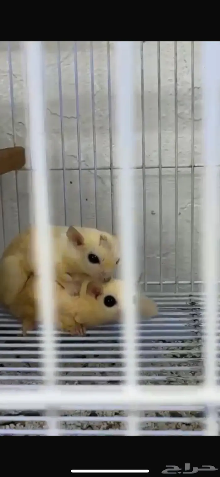 السنجاب الطائر شوقر قلايدر 0