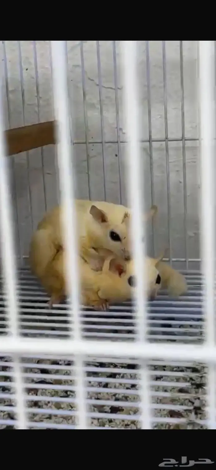 السنجاب الطائر شوقر قلايدر 1