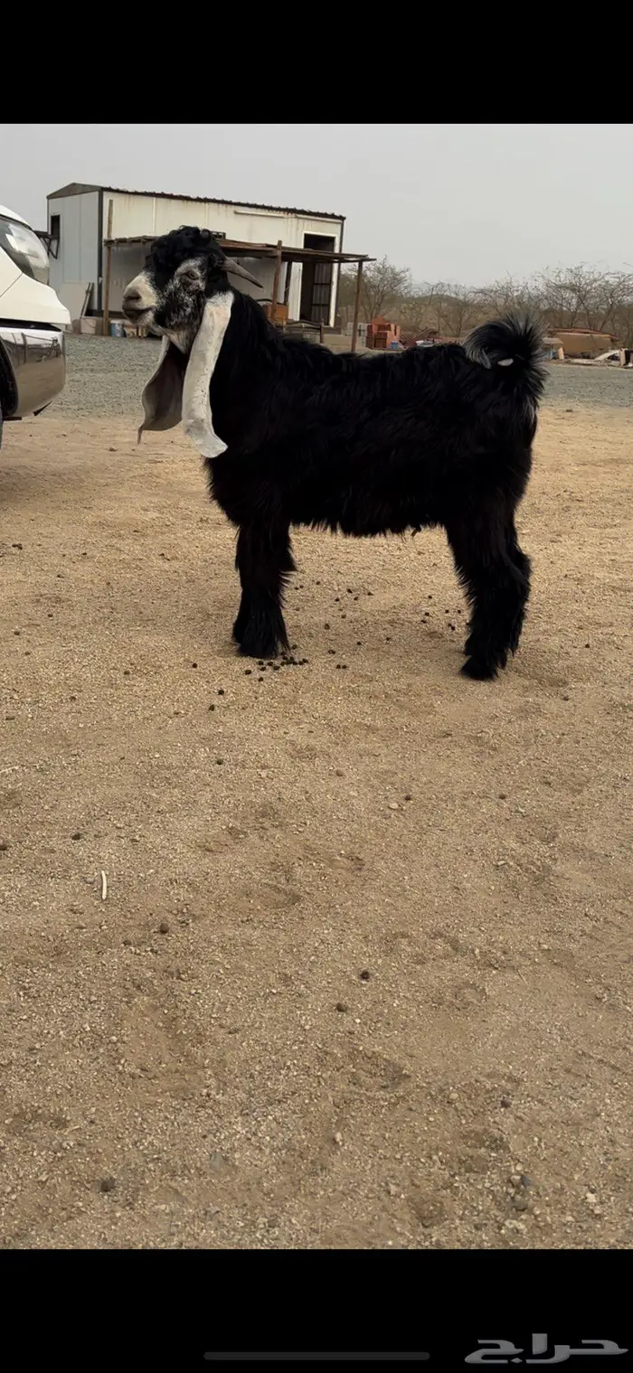 جذع عارضي نادر معرف وصنف جرم ناهي 1