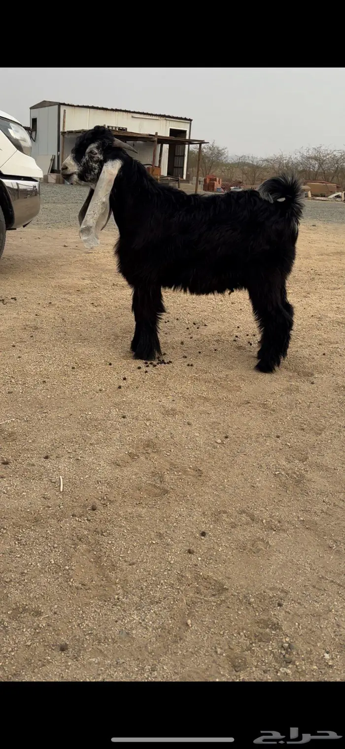 جذع عارضي نادر معرف وصنف جرم ناهي 2