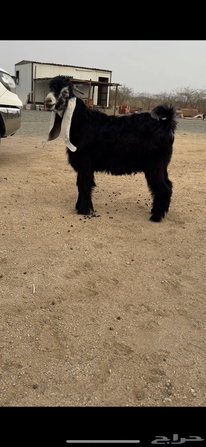 جذع عارضي نادر معرف وصنف جرم ناهي 3