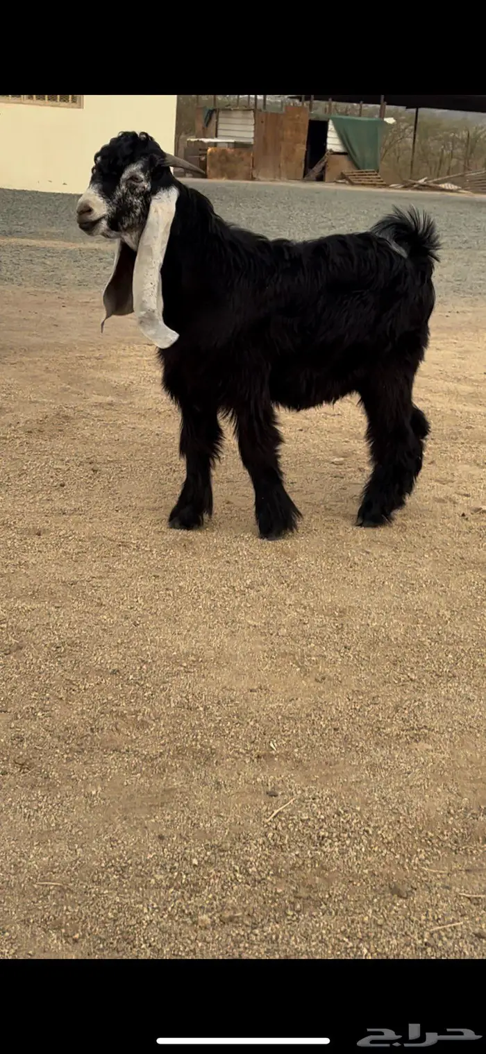 جذع عارضي نادر معرف وصنف جرم ناهي 4