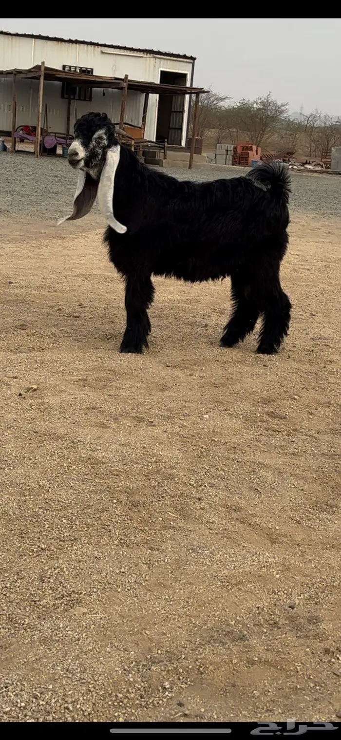 جذع عارضي نادر معرف وصنف جرم ناهي 5