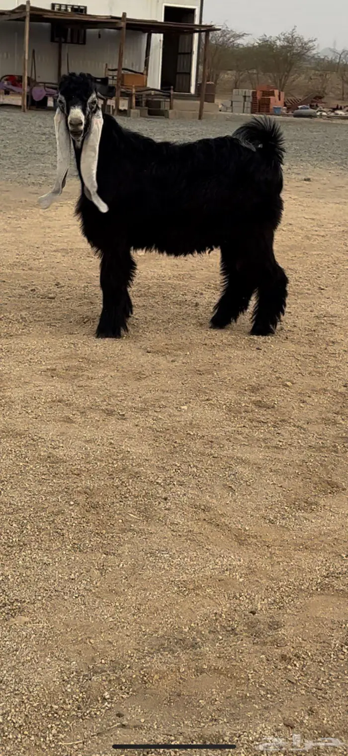 جذع عارضي نادر معرف وصنف جرم ناهي 6