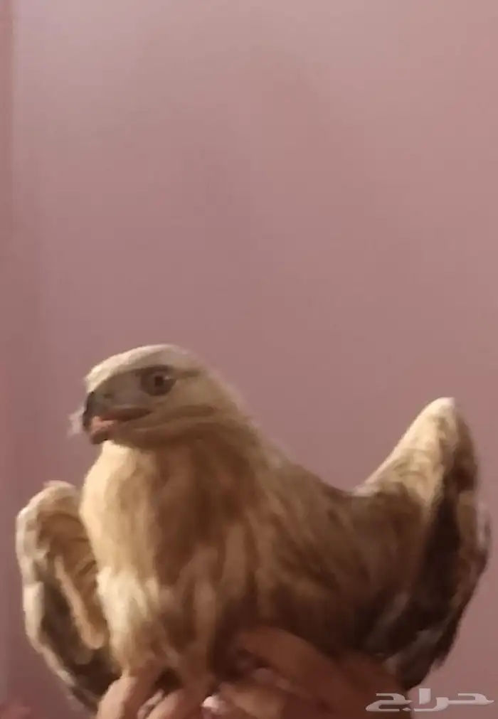 عقاب ذهبي على السوم لتواصل واتس فقط 0