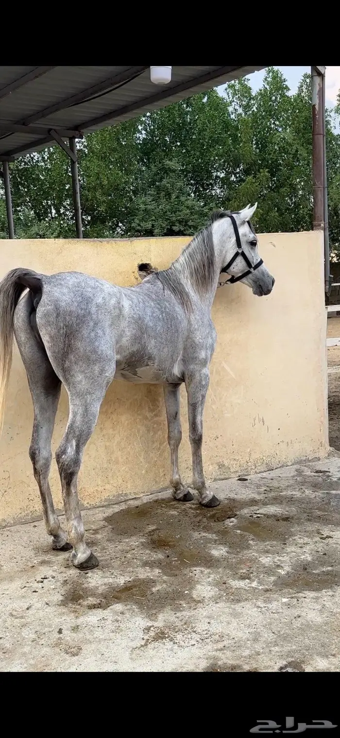حصان واهو للبيع 1