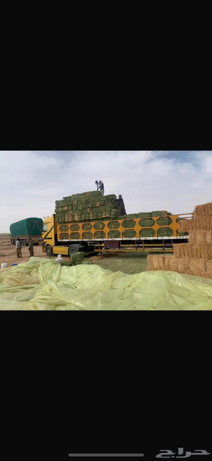 برسيم صيفي مخزن 0