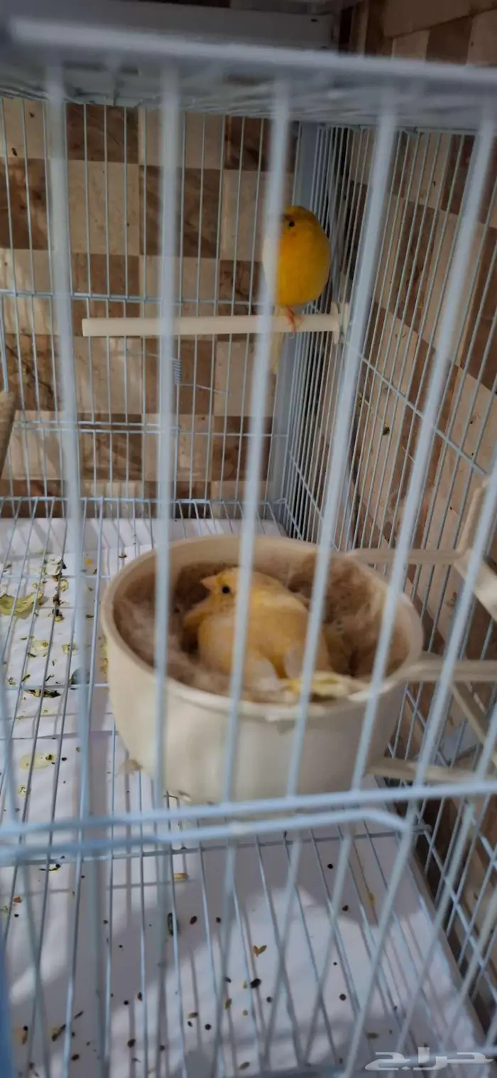 زوج كناري منتج تحته 3فروخ 2