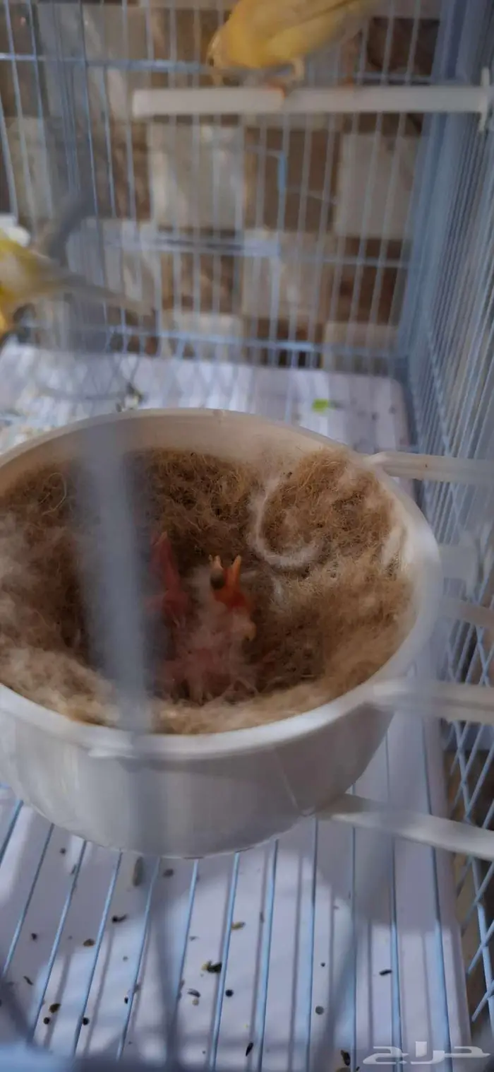 زوج كناري منتج تحته 3فروخ 0