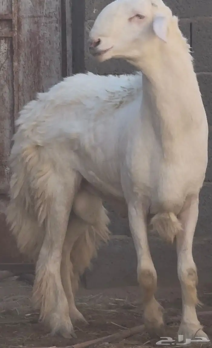 فحل نادر من اندر فحول الساحة 3