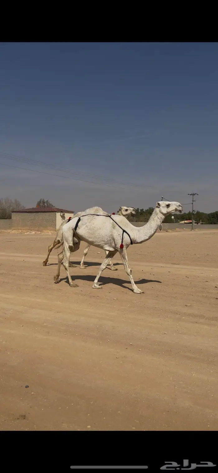 لقحة وضروبه ب 10 0