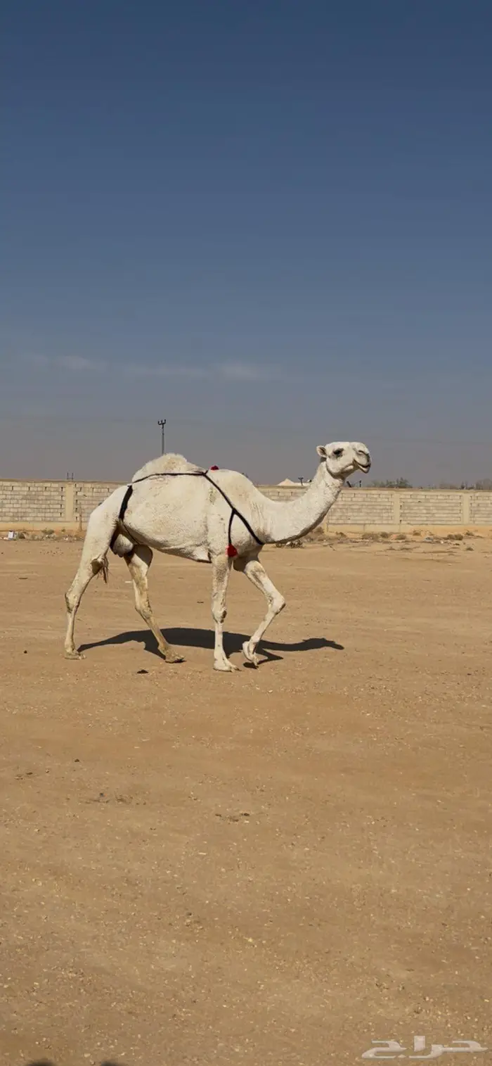 لقحة وضروبه ب 10 1