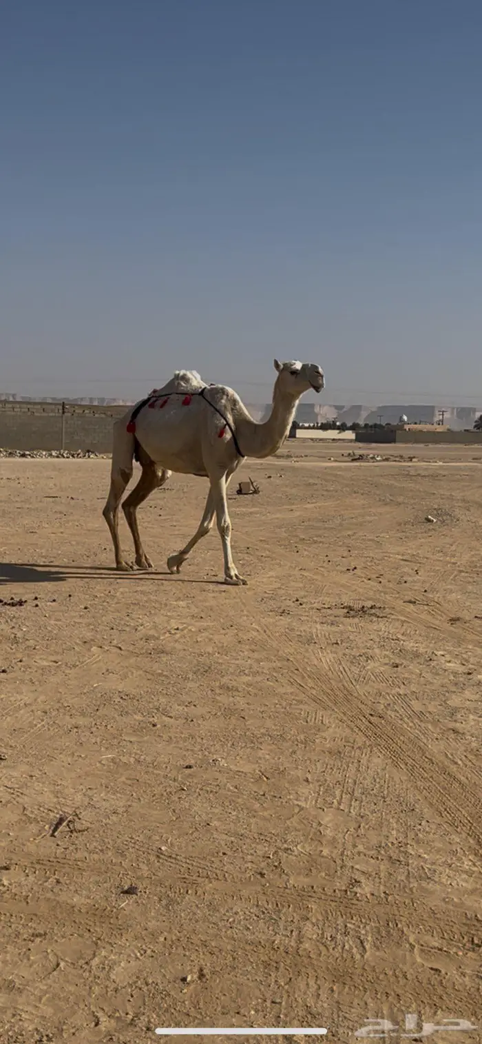 لقحة وضروبه ب 10 3