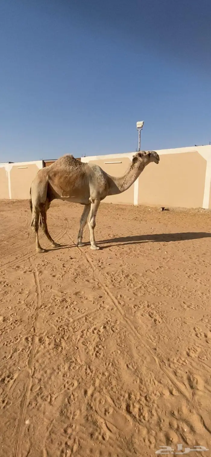 باتلي على باتلي ابن دلمخ 2