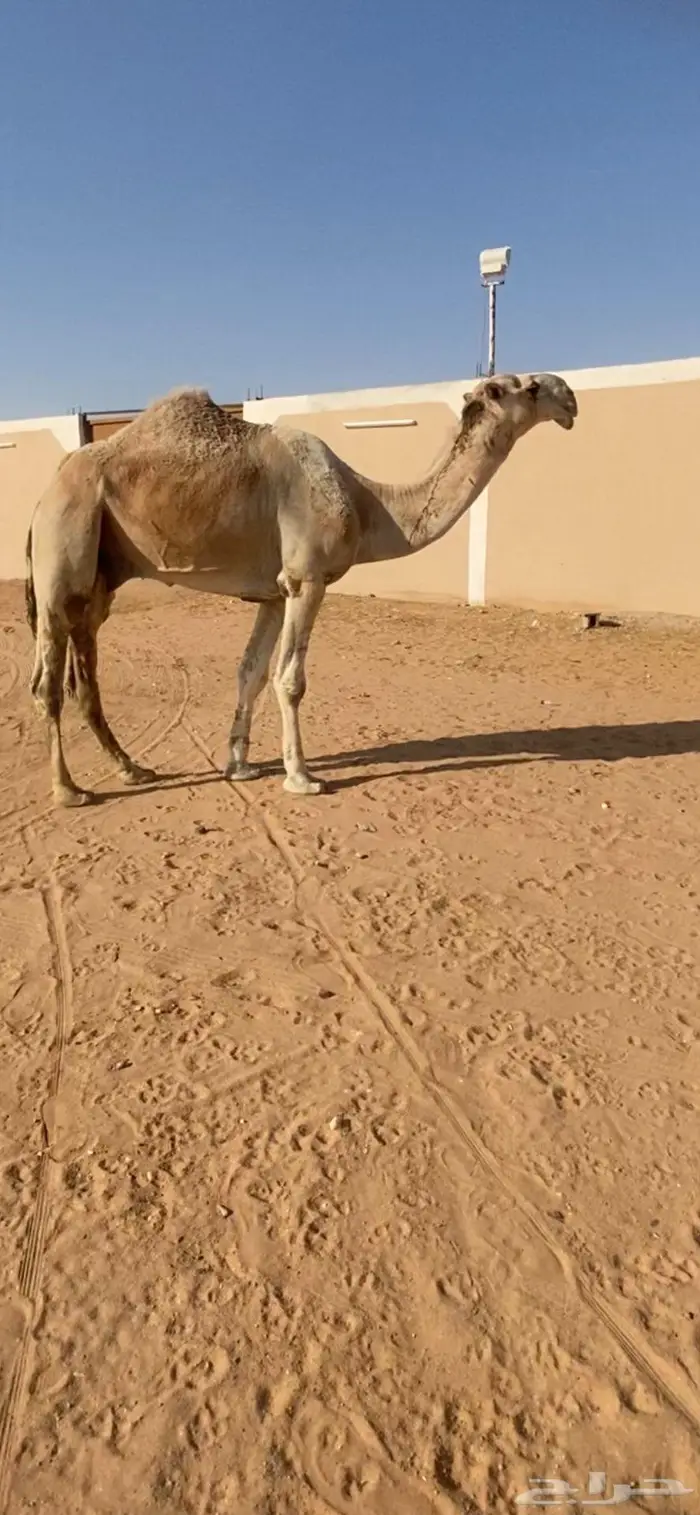 باتلي على باتلي ابن دلمخ 0