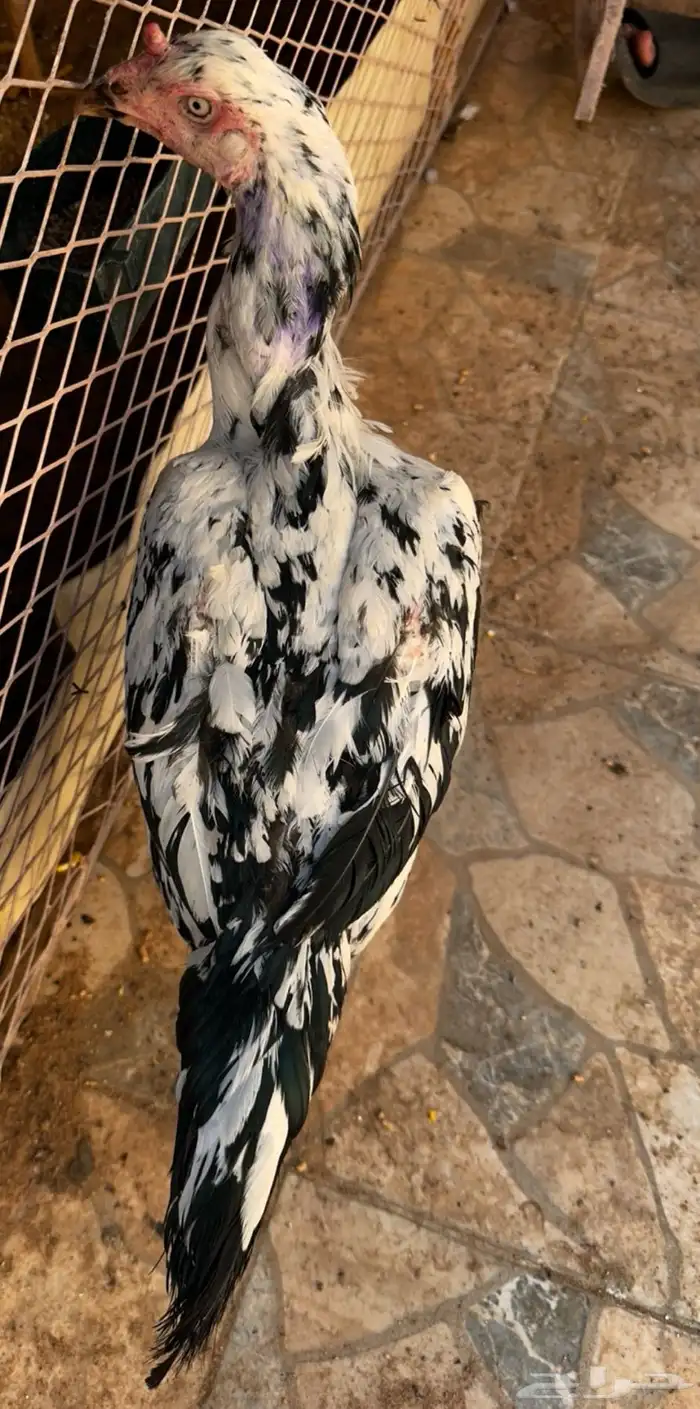 دجاجه سنديه جرم كبير 1