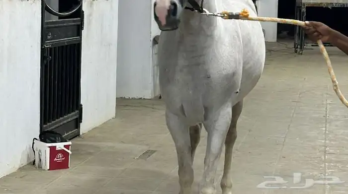 فرس عربيه بأوراق ولقاح ونسبها طيب 2