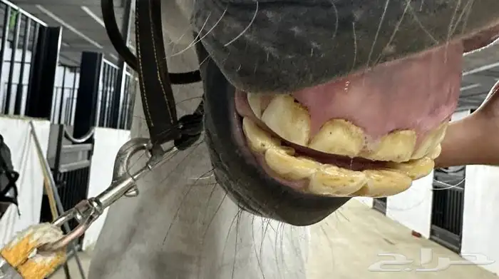 فرس عربيه بأوراق ولقاح ونسبها طيب 3