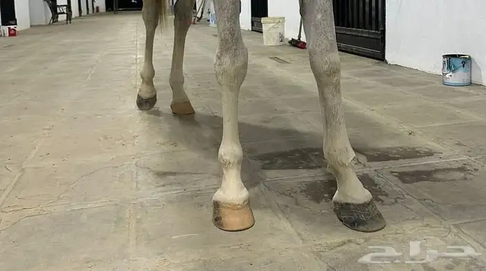 فرس عربيه بأوراق ولقاح ونسبها طيب 1