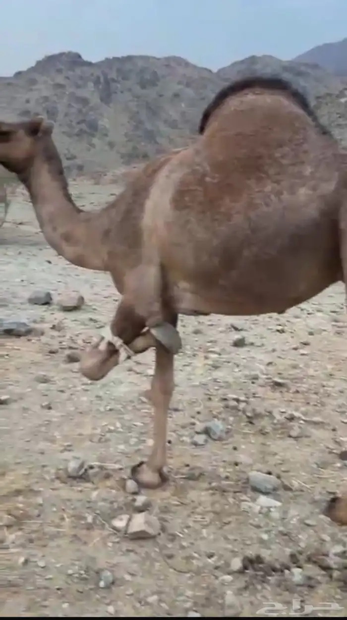 بكره ثنيه مشروطه من جميع العذاريب 0