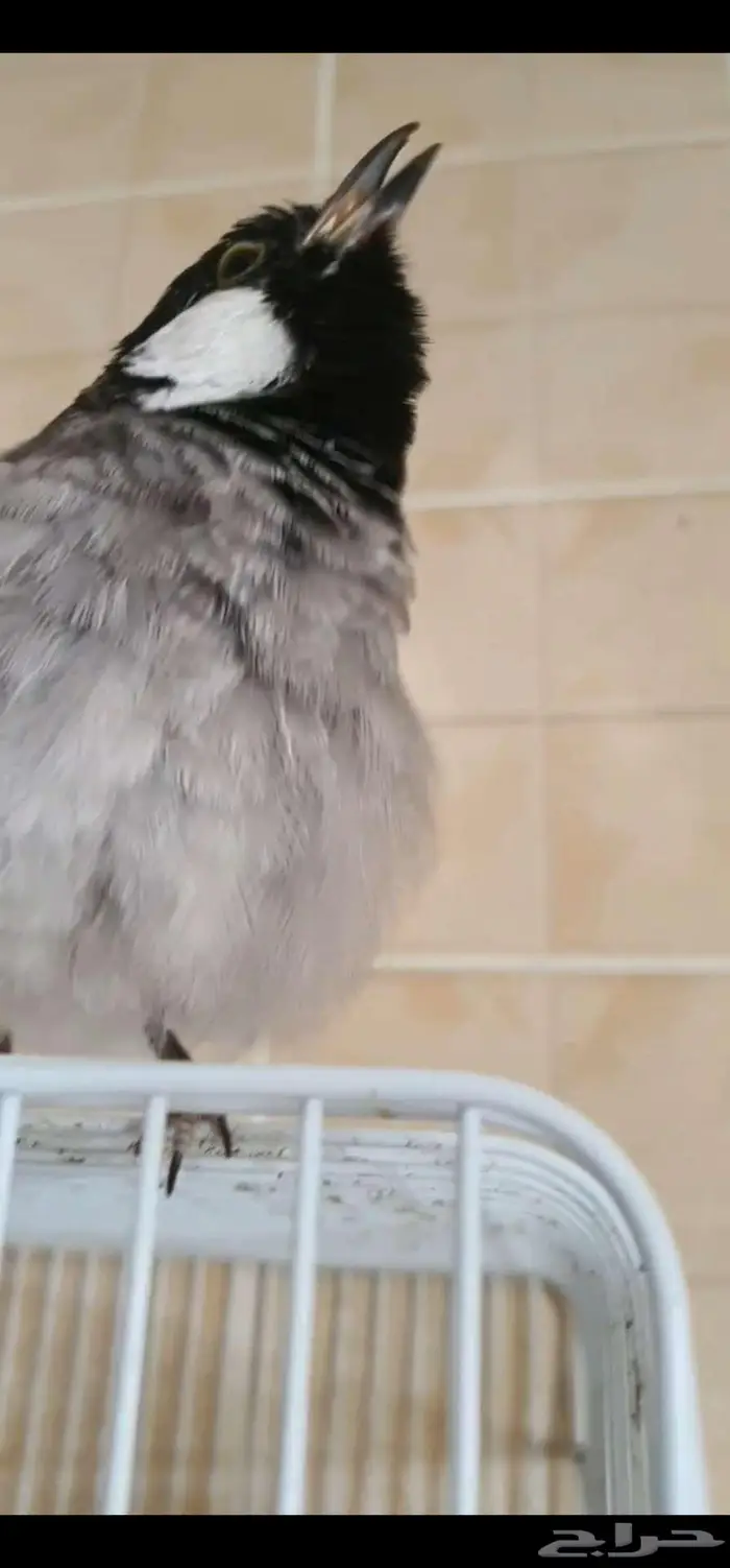 للبيع بلبول حساوي 0